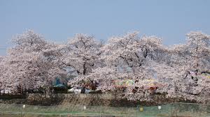  임실 벚꽃 축제 특징