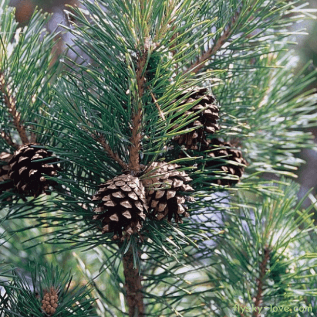 파인 (Pine), 파인 오일