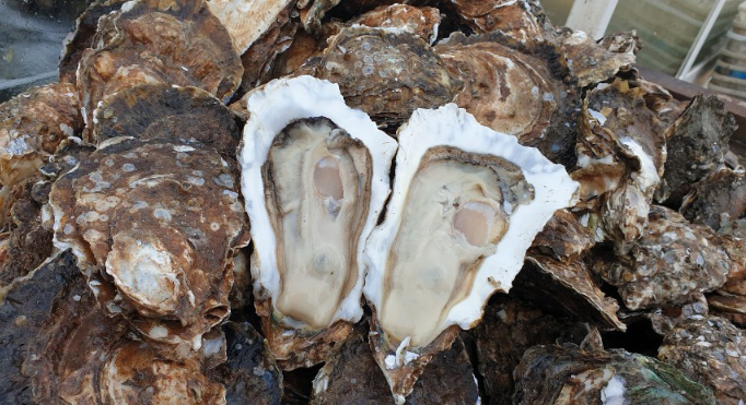 6시내고향 섬진강 강굴 벚굴 가격 및 구매방법 전남 광양 망덕수산