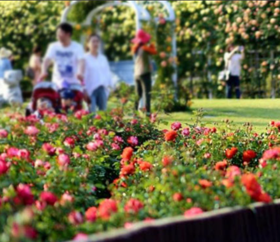 장미축제 전국 TOP5