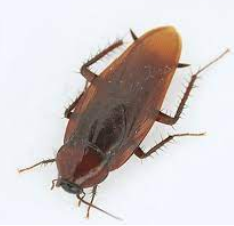 바퀴벌레 없애는 방법