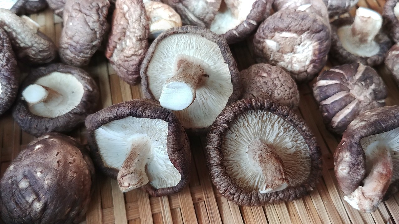 버섯