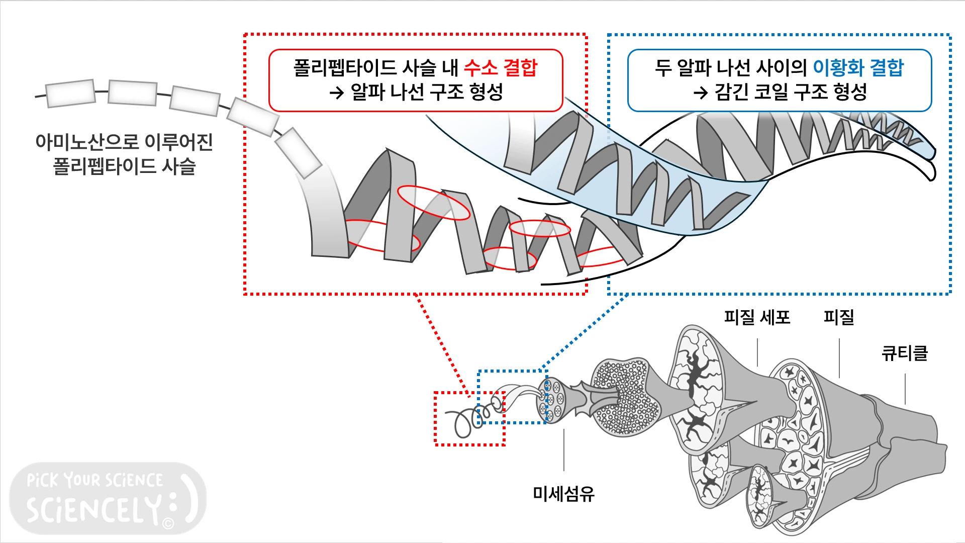 머리카락의 구조, 알파 나선 구조, 케라틴, 단백질, 아미노산으로 이루어진 폴리펩타이드 사슬, 수소 결합, 이황화 결합, 감긴 코일 구조