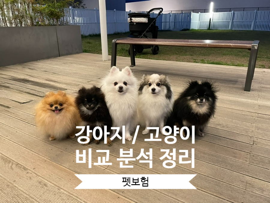 펫보험 비교