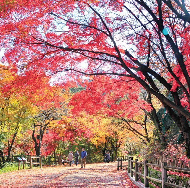 남산 둘레길, 가을단풍길 남산남측순환로