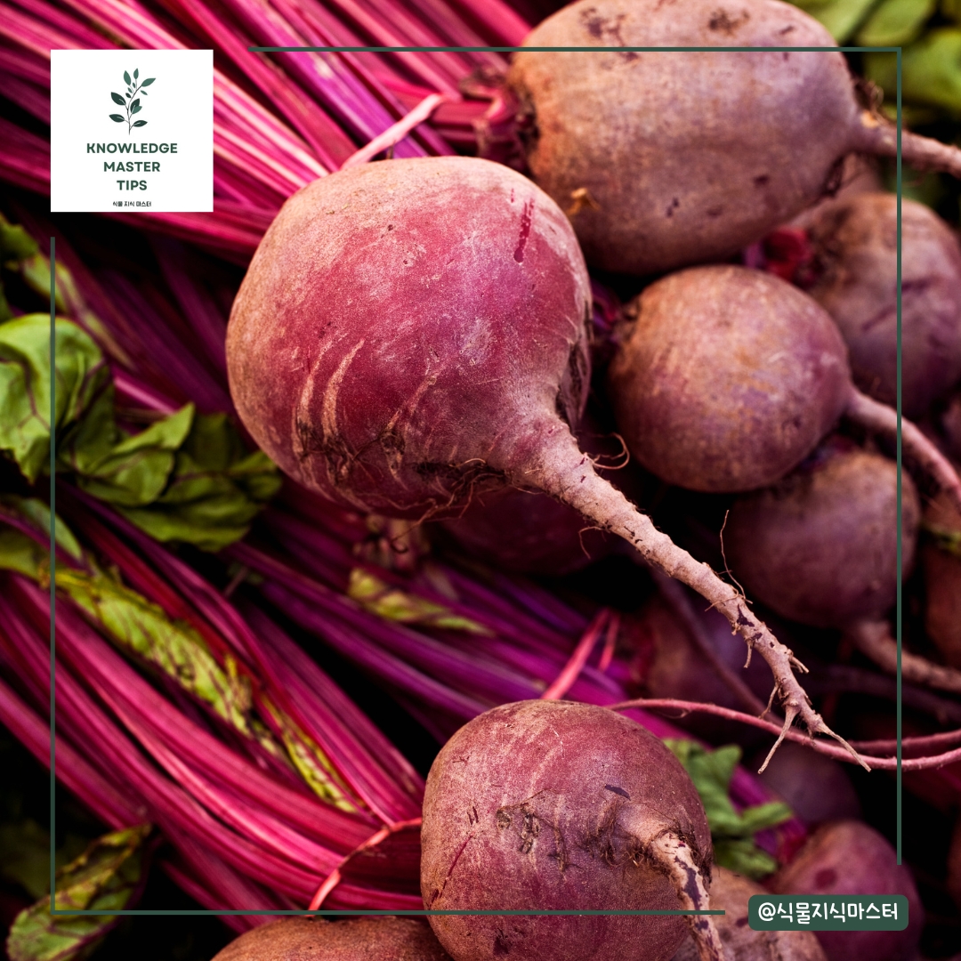 8월에 심기 좋은 농작물 - 비트