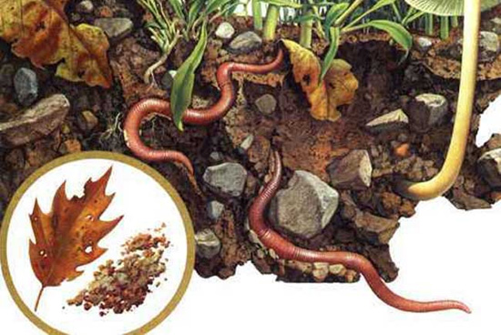 땅속에 터널을 만드는 지렁이