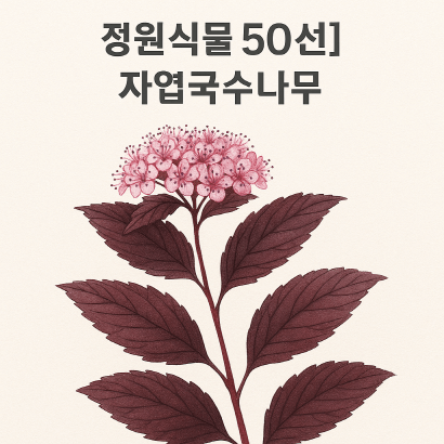 자엽국수나무 : 잎과 꽃이 모두 주인공인 4계절 정원관목