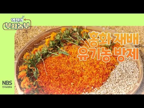 홍화 재배 건조 기후 적합 파종 요령 채종 관리_4