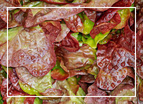 불면증에 좋은 음식