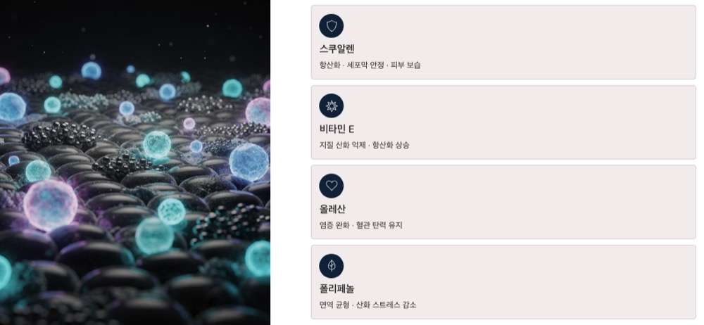 스쿠알렌 핵심영양소