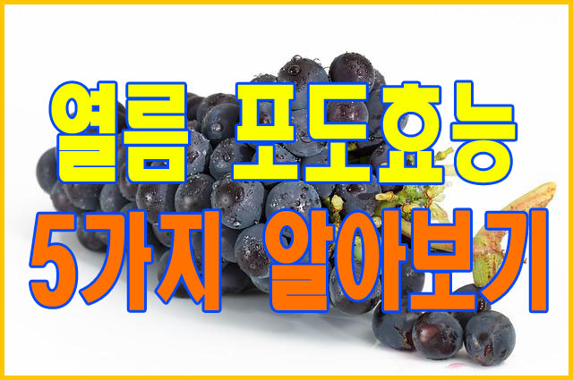 여름 제철과일 포도의 효능 5가지 알려드립니다.