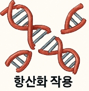 올리브유 효능