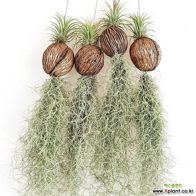 &amp;quot;수염틸란드시아