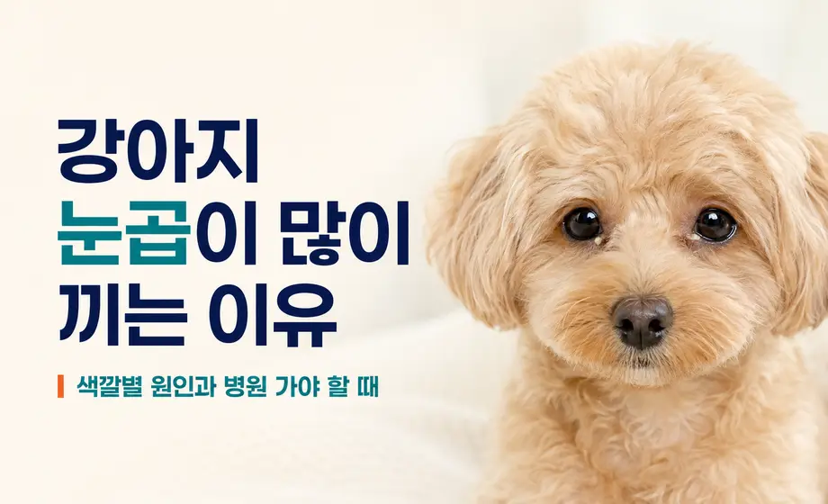 강아지 눈곱이 많이 끼는 이유와 색깔별 원인 및 병원 진료 기준