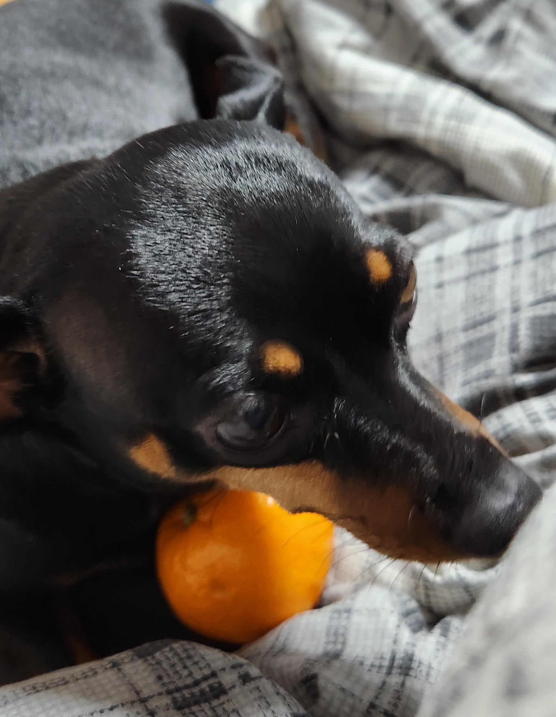 겨울 담요 위에 귤 하나를 품고 잠든 반려견의 따뜻한 모습