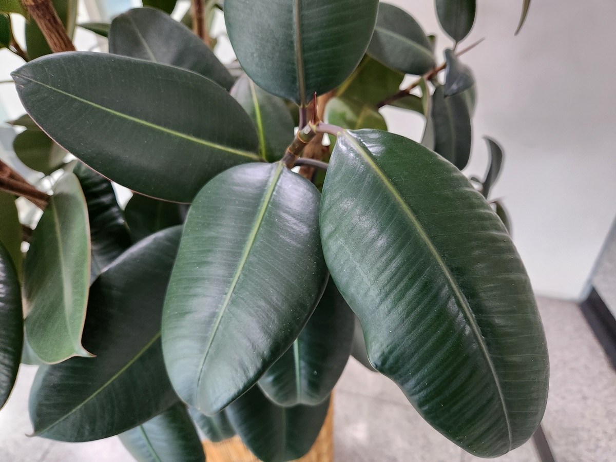 인도고무나무 Indian rubber tree