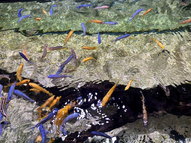 알록달록 금붕어