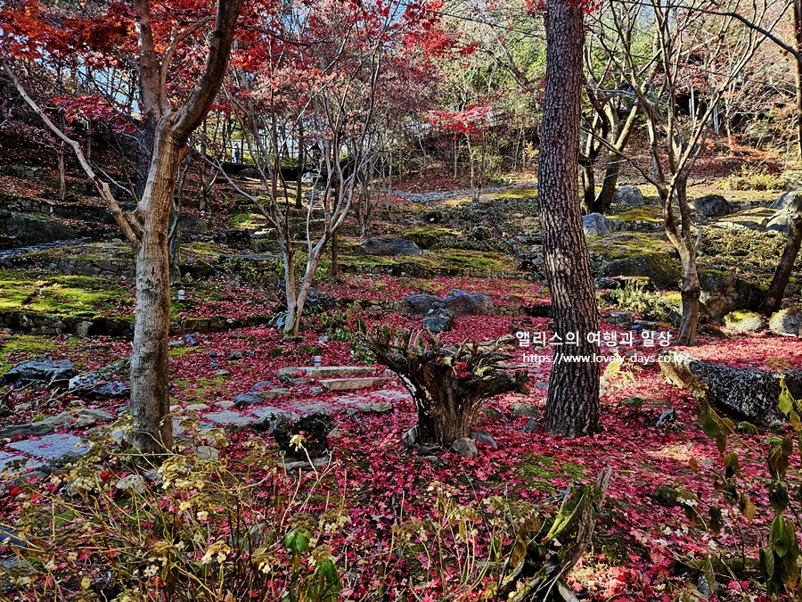 2025 화담숲 마지막 가을 단풍 화담채 분재 즐기기
