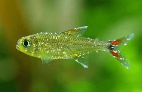 구피 질병 증상(백점병&amp;#44; 마우스펑기&amp;#44; 솔방울병 등)