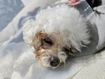 강아지 백내장 수술비용 현실 증상 예방법 보호자 가이드 정리_8