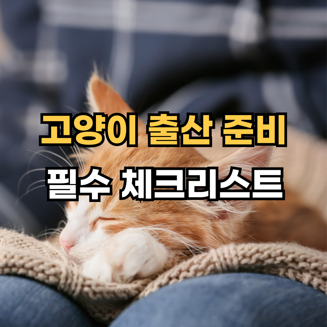 고양이 출산 시 준비