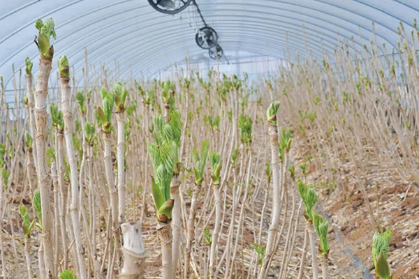 두릅 재배 순 수확 시기 가지치기 겨울 보온_5