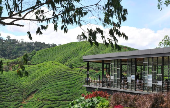 카메론 하일랜드