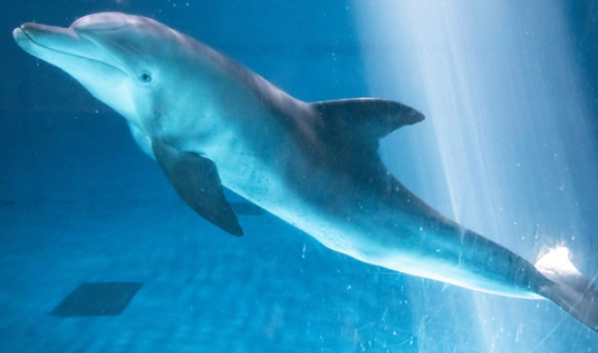 이상한 변호사 우영우 고래