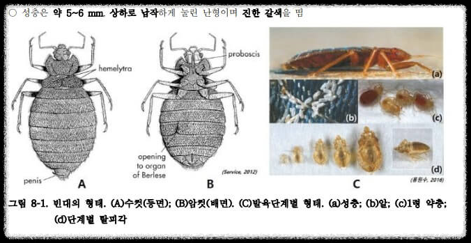 빈대의 형태적 특징