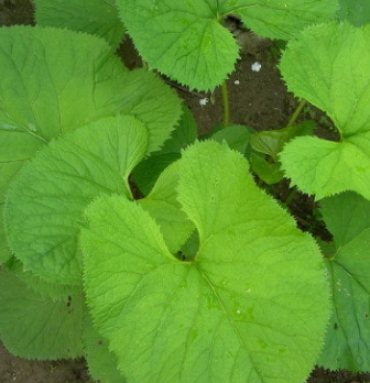 곰취나물 효능 부작용 고르는법 먹는법 칼로리