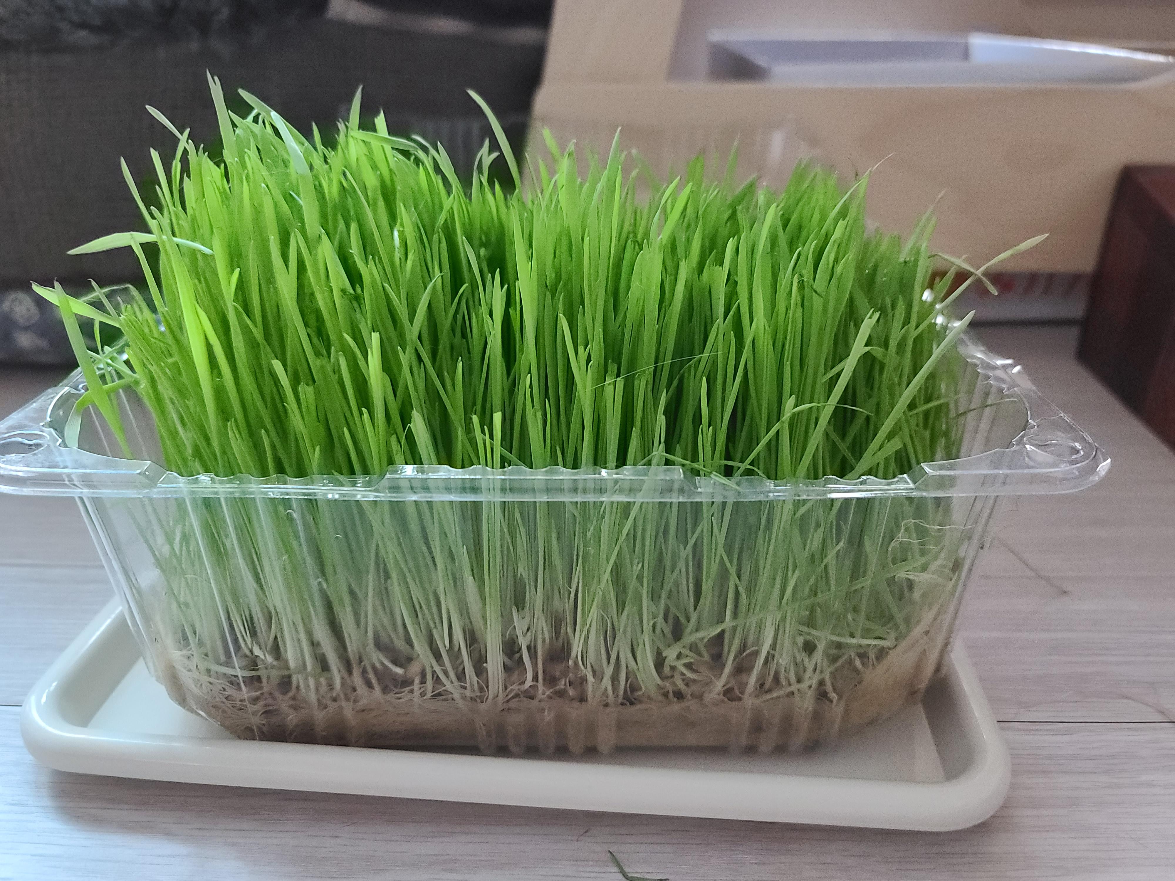 고양이 캣글라스 먹방 및 효능. 캣글라스를 대하는 아홉냥이들의 자세.