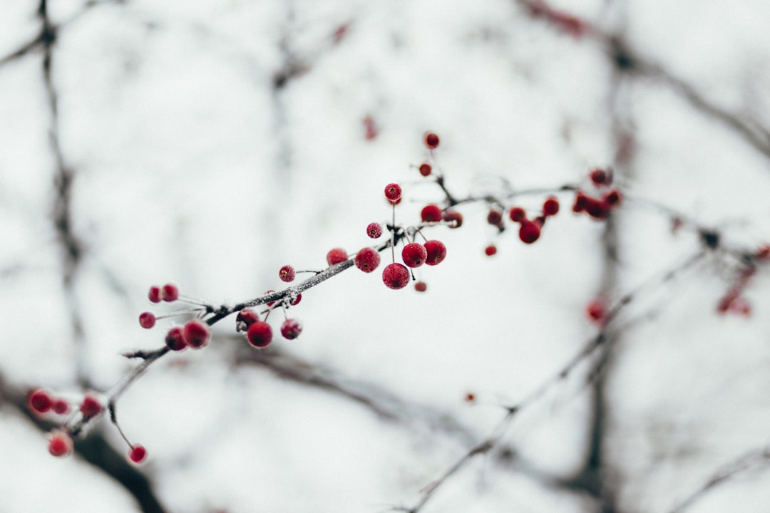 season