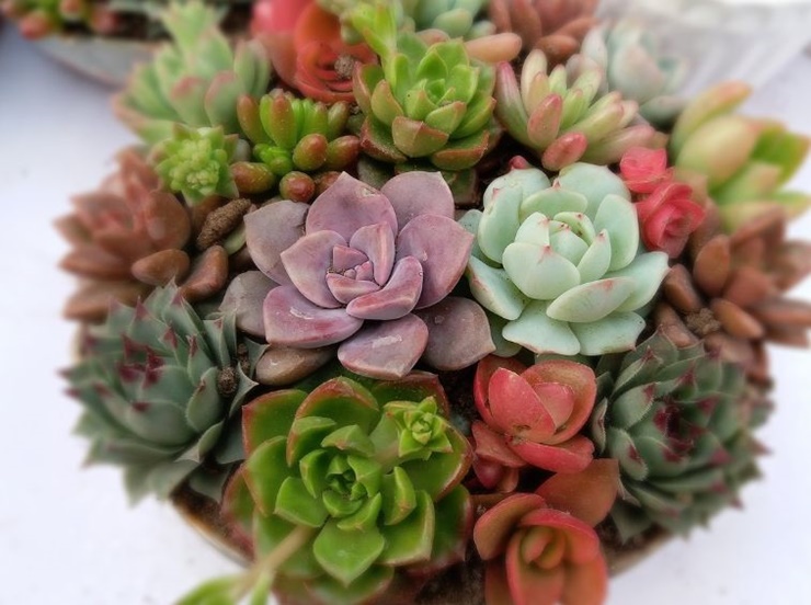 미니다육식물-출처픽사베이