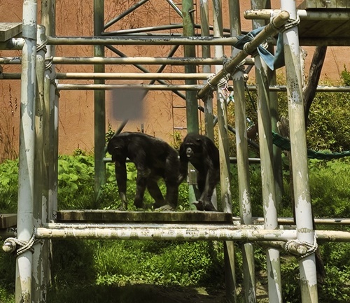 과천서울대공원동물원유인원