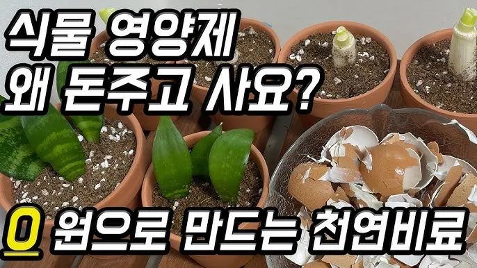 계란껍질 분말 토양개선 칼슘보충 사용요령 초보도 따라하기_8