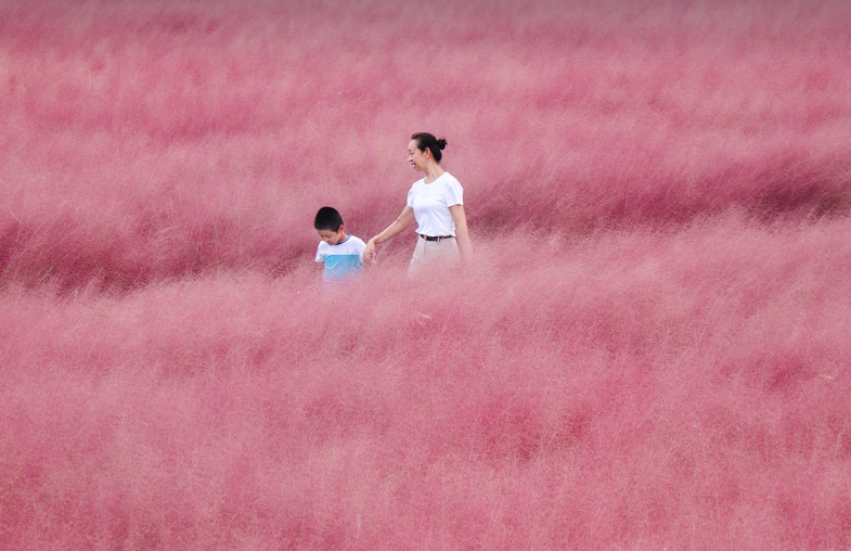 핑크뮬리의 모습