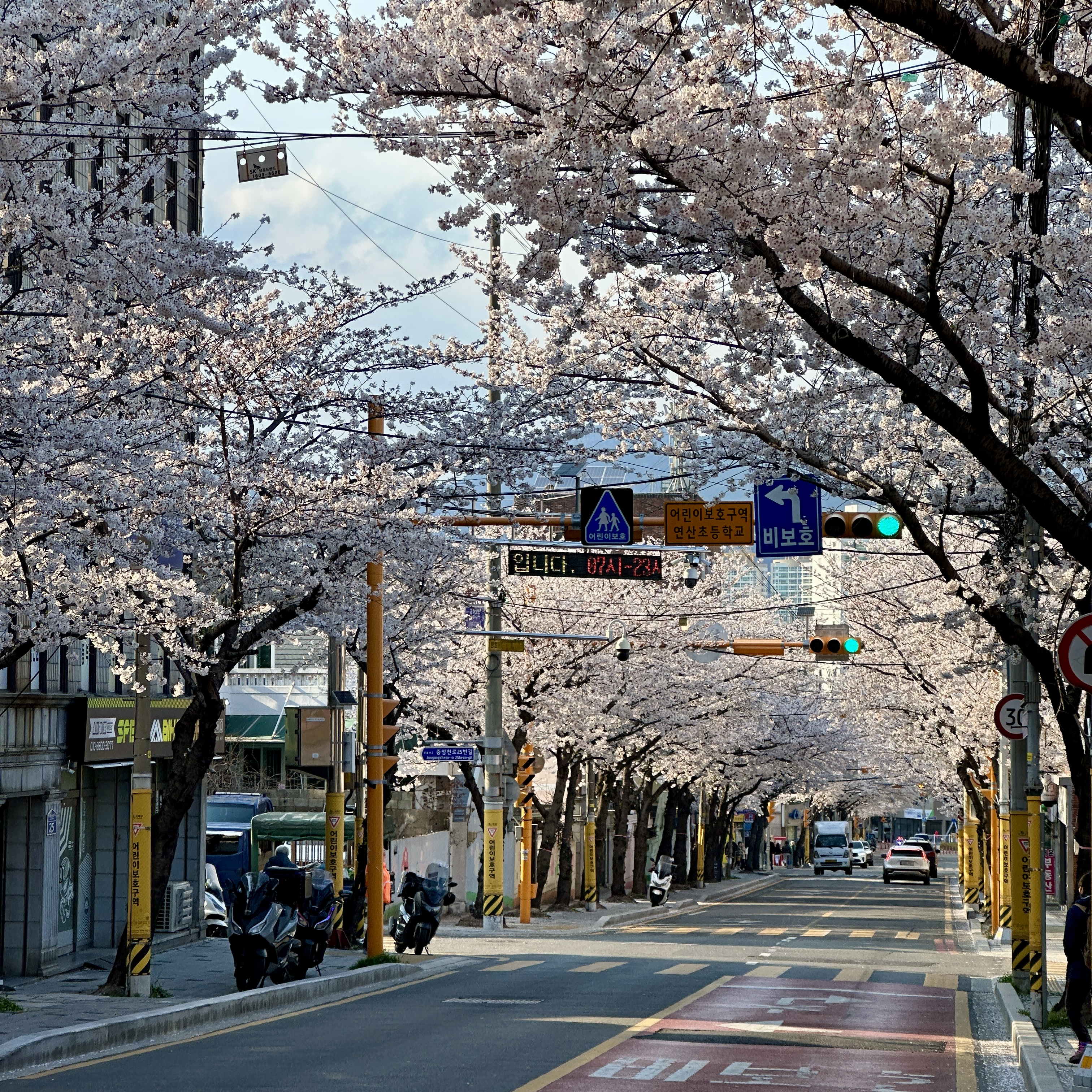 연산동_중앙천로_벚꽃길