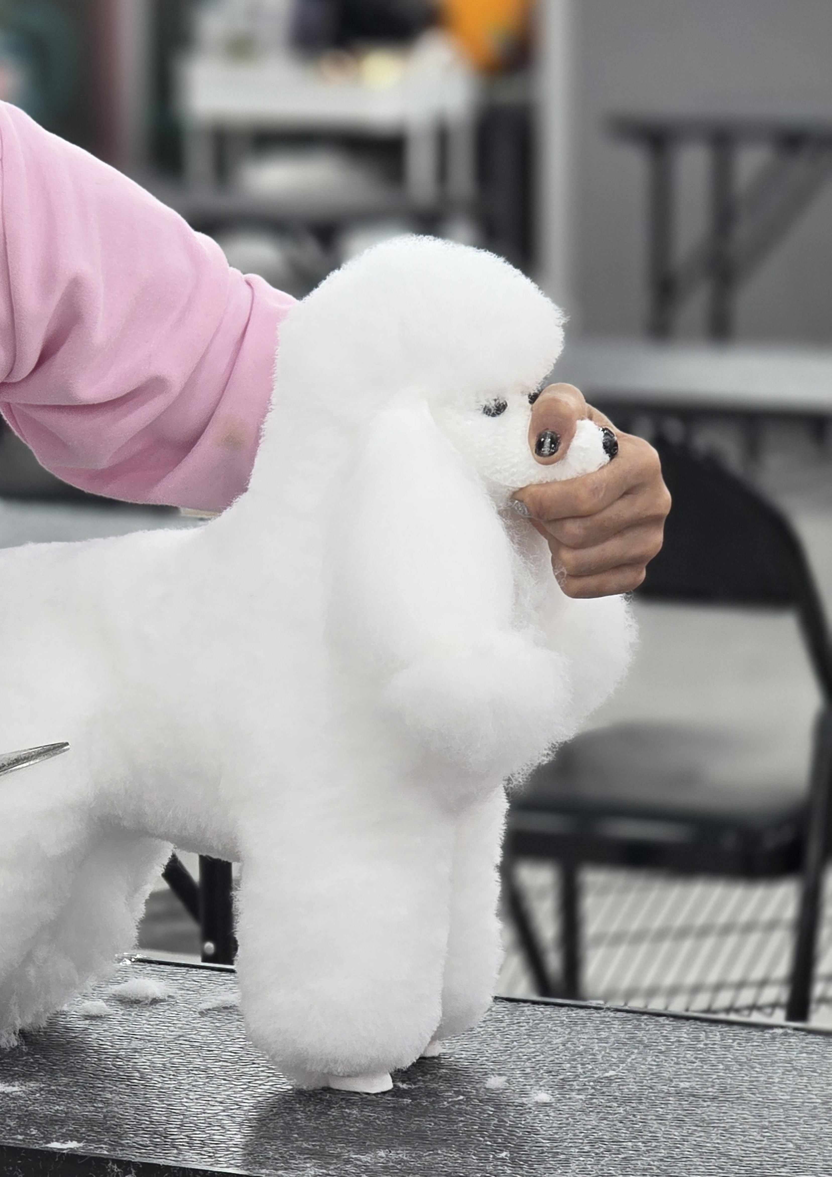 송파애견미용학원