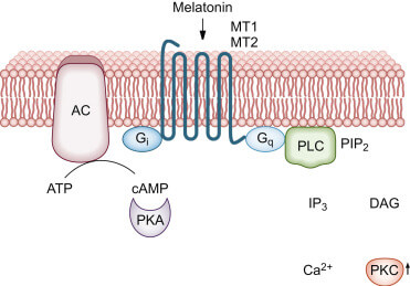 멜라토닌-효능-부작용-복용법