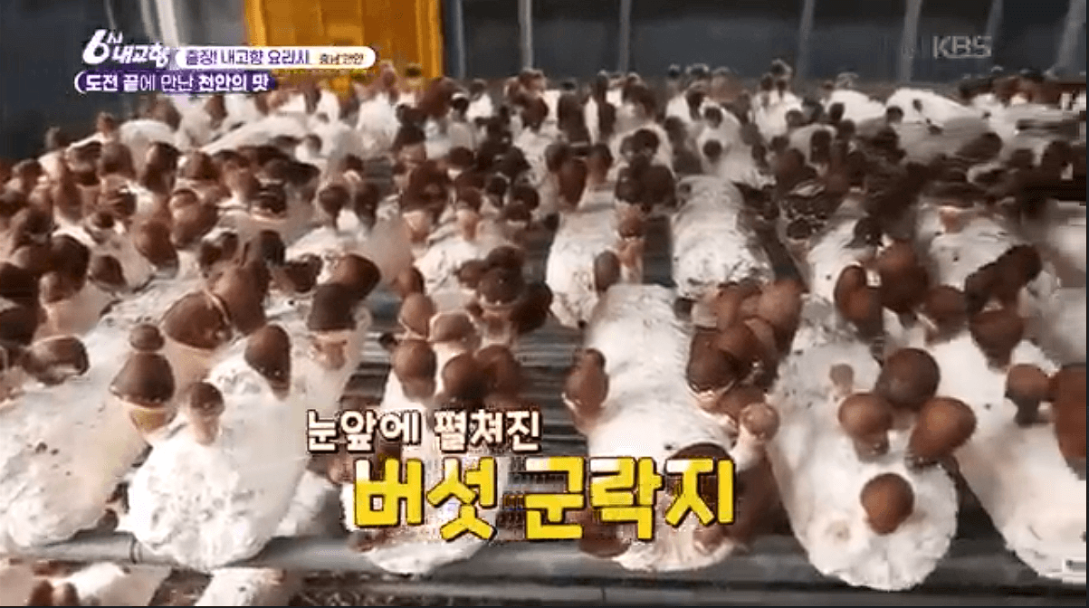 [6시내고향]충남 천안 참송이버섯 아산 딸기 &amp;#39;다울농장&amp;#44; 썬비딸기&amp;#39; 택배 판매 연락처 정보