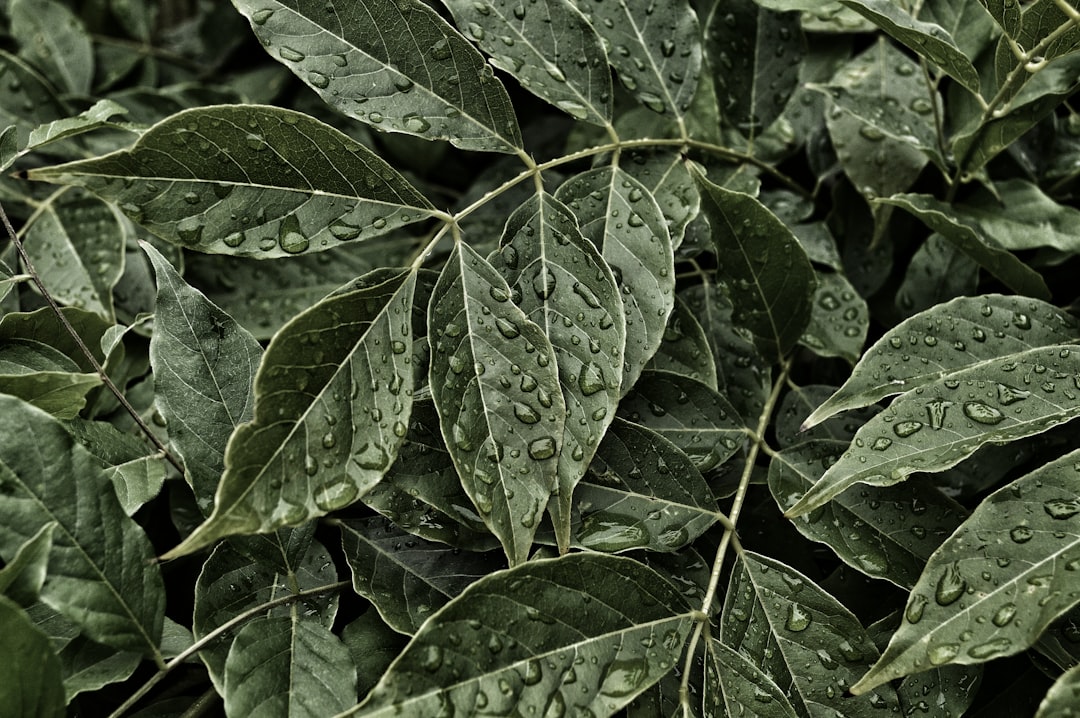 foliage