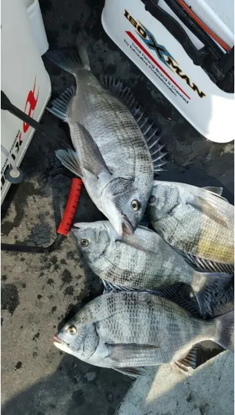 디낚 점주 조황 전국 바다낚시 출조 꿀팁_20