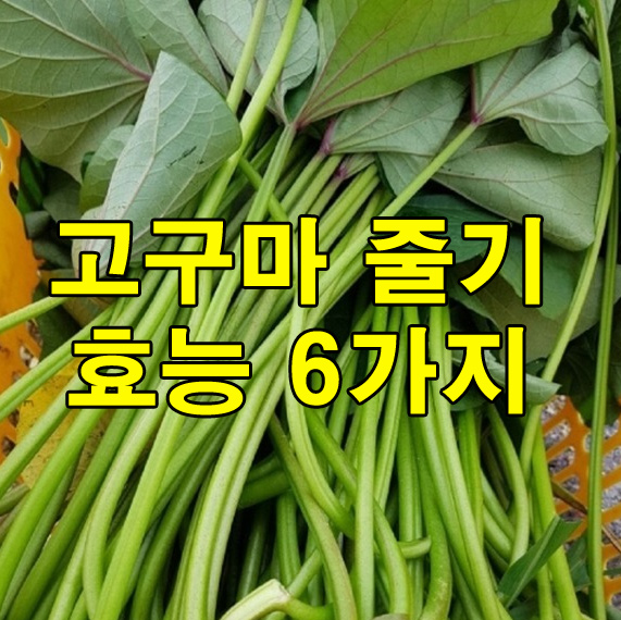 고구마줄기 효능 6가지