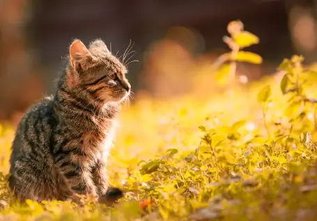 고양이 꿈해몽