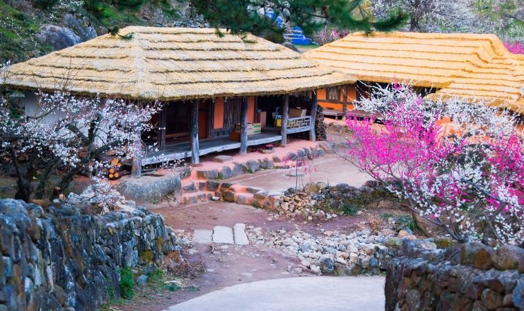 매화나무 아래서 즐기는 파전과 시원한 막걸리