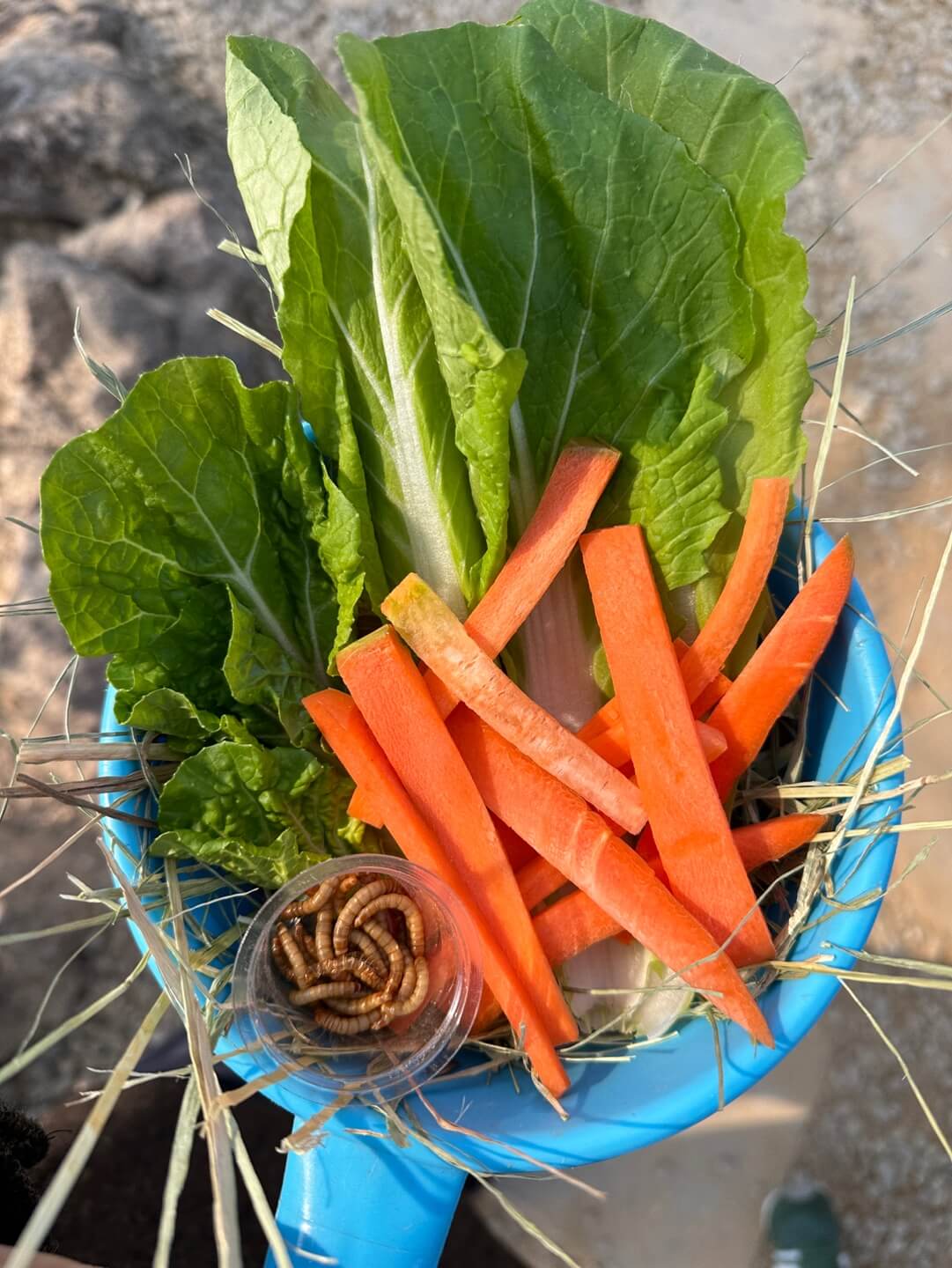 리프플레이스 동물 먹이주기 체험 바구니 다양한 먹이 구성
