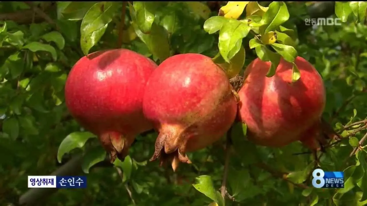 석류 재배 전정 요령 착과 관리 고온 피해 예방_2