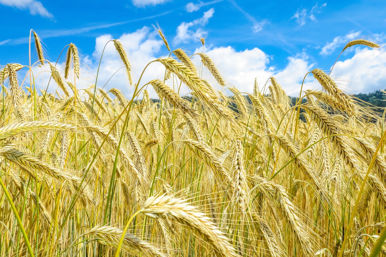 보령 청보리밭 인근 맛집 카페 특산물 구매 가이드