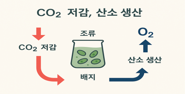 지속 가능한 미래 식량 자원으로서의 미세조류